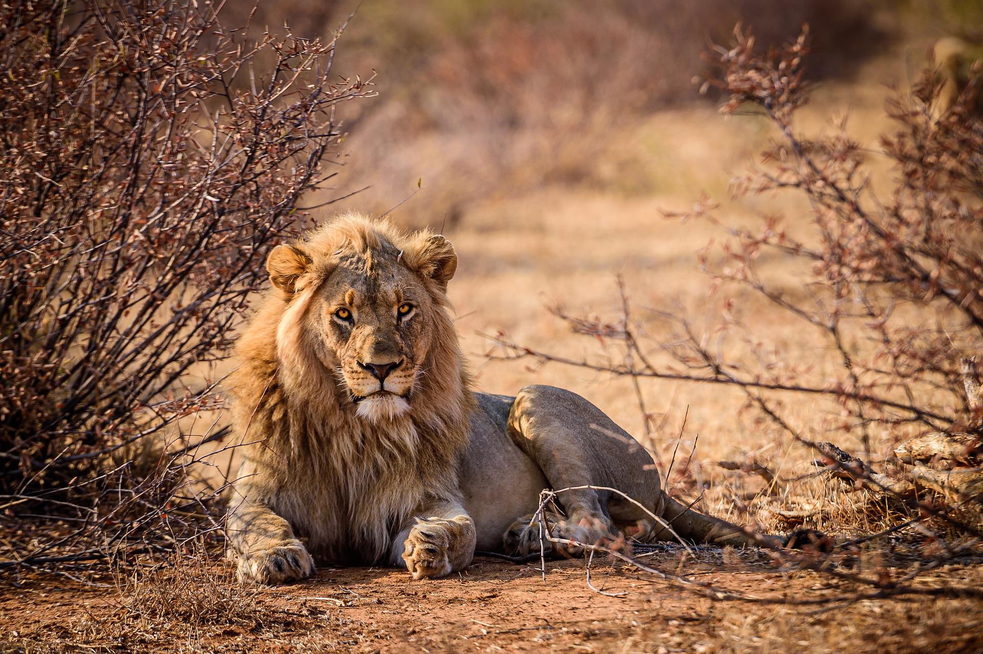 Afrique du Sud