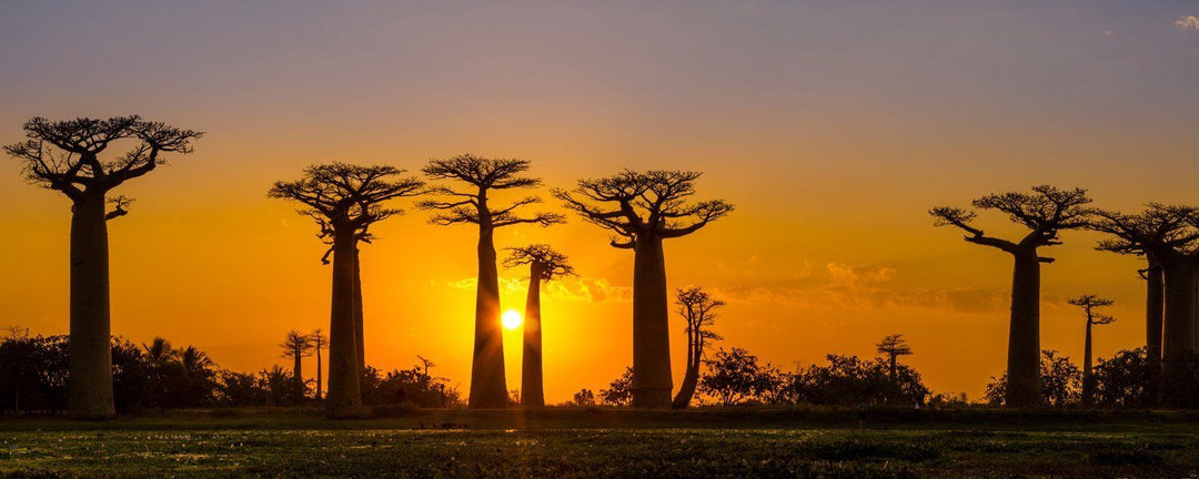 Baobab Avenue au soleil couchant