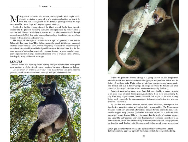 Guide de voyage (en anglais) - Madagascar Wildlife | Bradt guide de voyage Bradt 