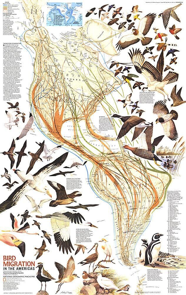 1979 Bird Migration in the Americas Map Wall Map 