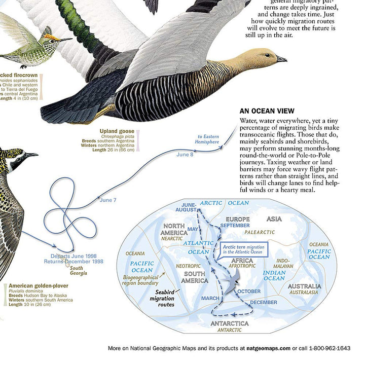 Carte murale (en anglais) - La Migration des oiseaux dans l'hémisphère nord - 59 x 79 cm | National Geographic carte murale petit tube National Geographic 