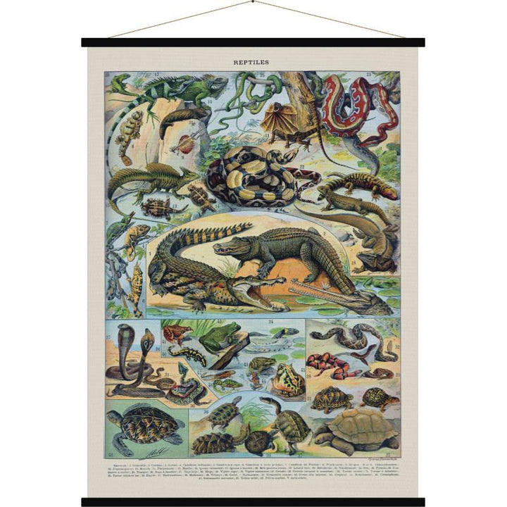 Carte murale - Reptiles (style vintage) | Blue Shaker carte murale grand tube Blue Shaker 