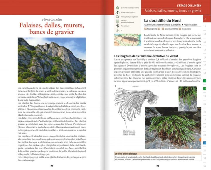 Découvrir la flore des Pyrénées : 400 espèces dans leur milieu | Rando Editions guide pratique Rando Editions 